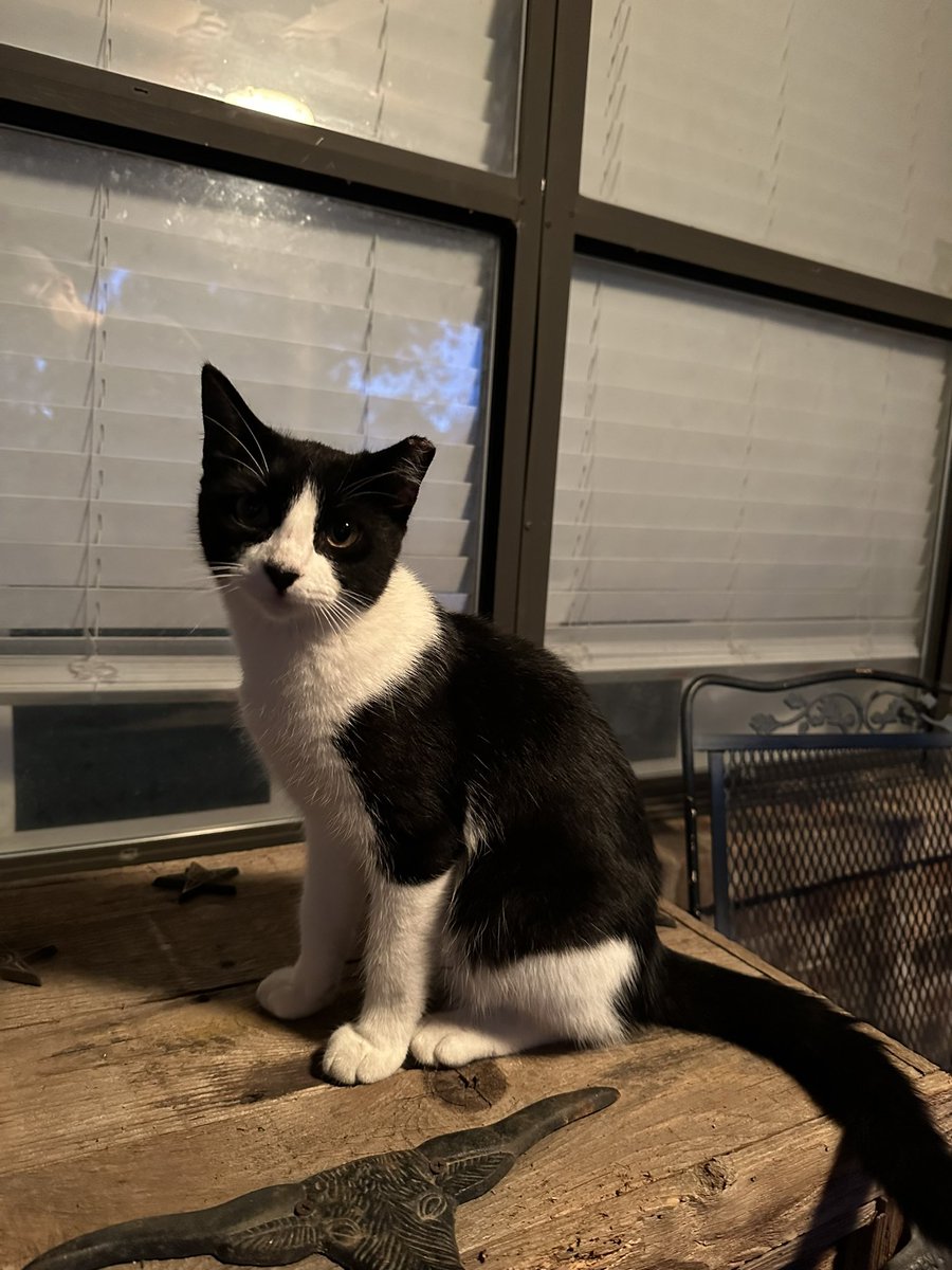 Cat distribution system at work. Found this sweet little guy yesterday, but not totally sure if we are keeping him. Me and my lady are thinking of some names for him. The current contenders are Momo, Mike the Situation, Oliver, or Snips. Throw some cool name suggestions my way!