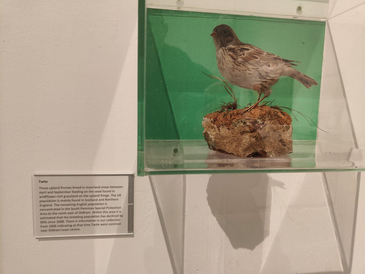 gazcrowder's tweet photo. Moribund Twite in Oldham (library) has been reidentified as a Lapland Bunting https://t.co/CFhzr96zu1