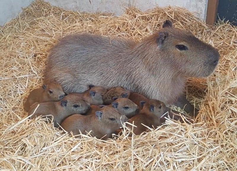 CAPYBARA MAN tweet media