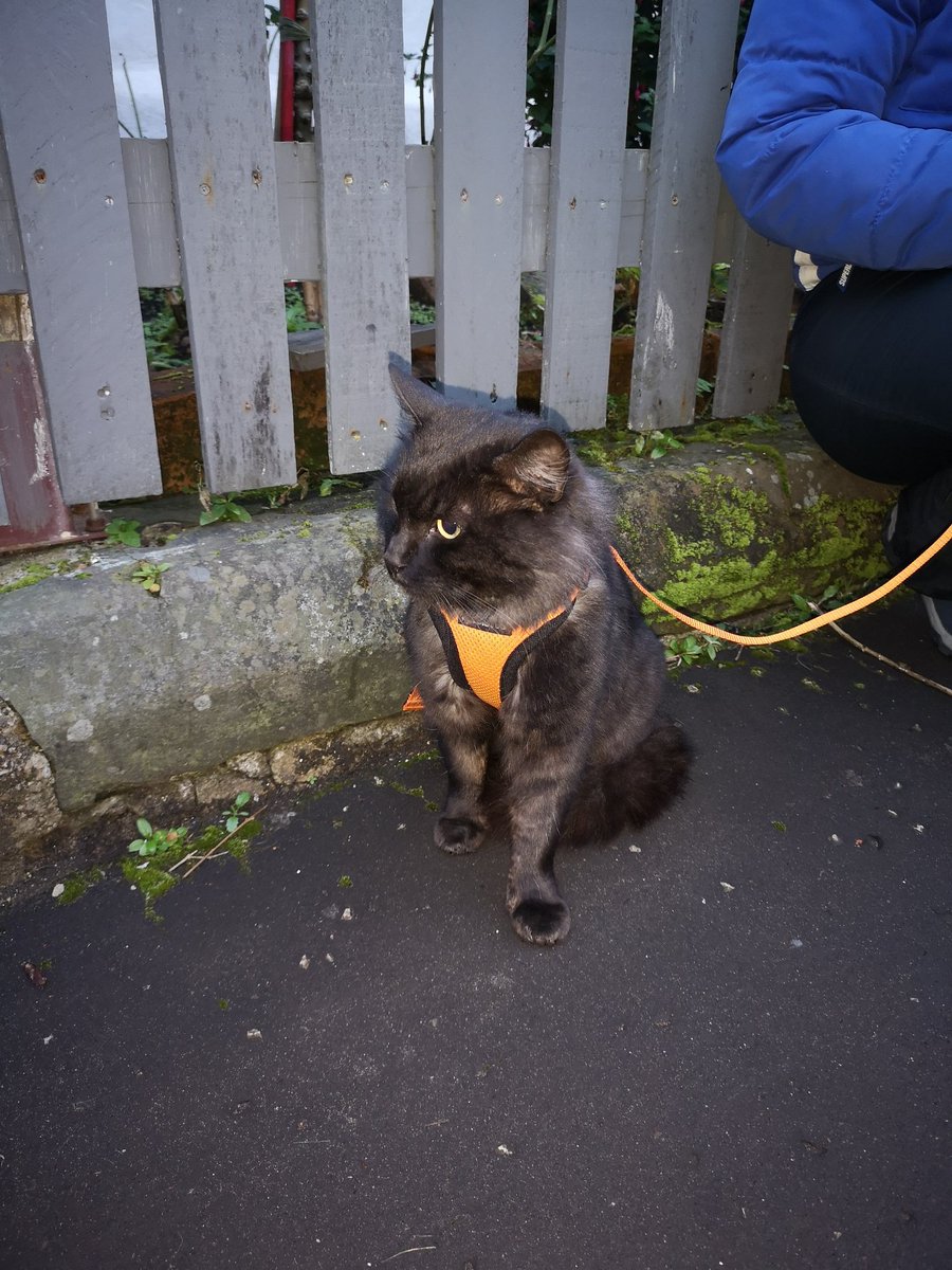 Met 'Ozzy' the adventure cat today in Pollock Shields Glasgow He was fierce as other cats were nearby but took treats I even sensed a wee purr @thecatreviewer #CatsOfTwitter #Glasgow