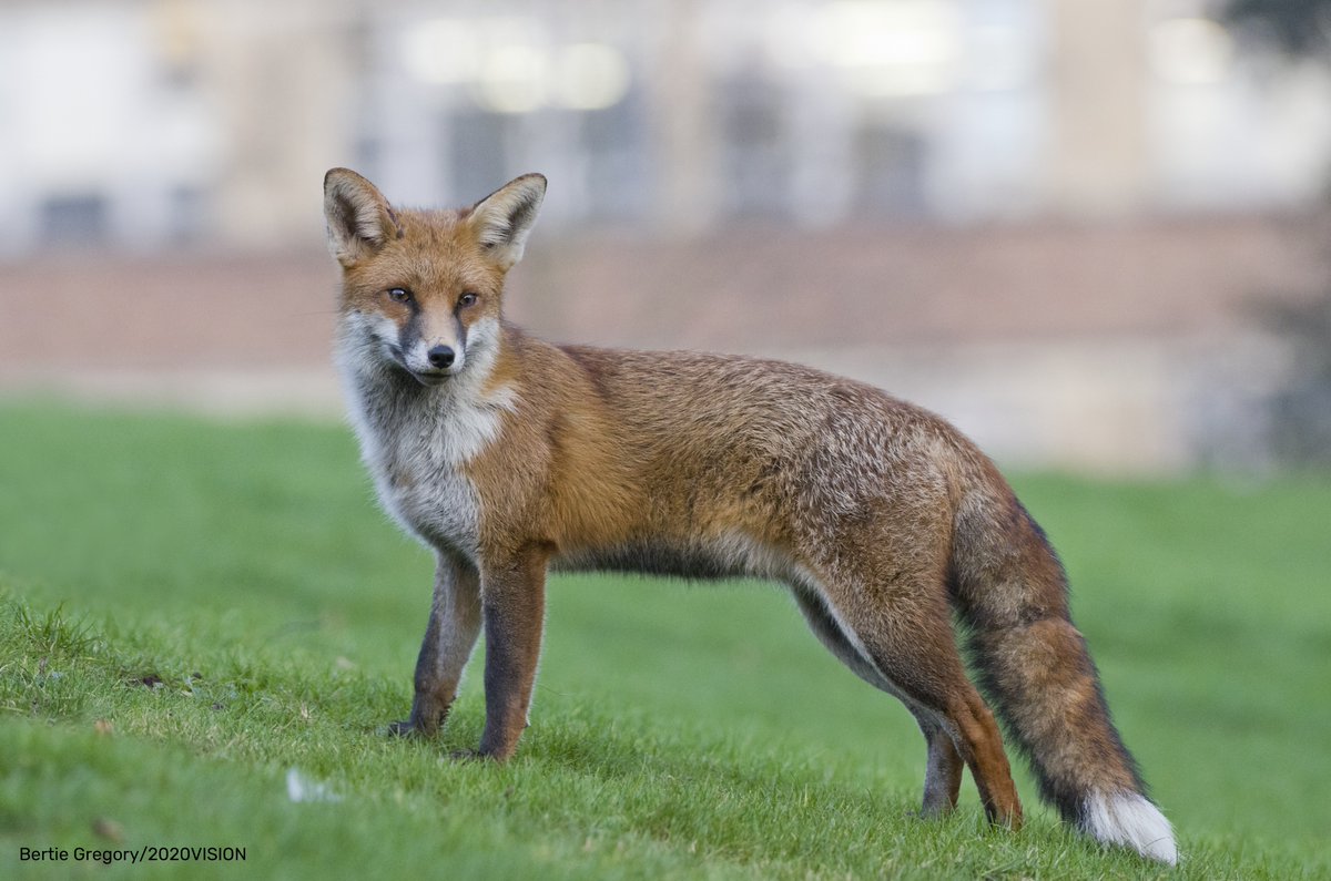 Did you know there are 46 Wildlife Trusts working to help wildlife in your local area? Become a member of your nearest one to help support their work and receive regular updates and a membership pack full of wild goodies!  👉  💚  wildlifetrusts.org/get-involved/j…