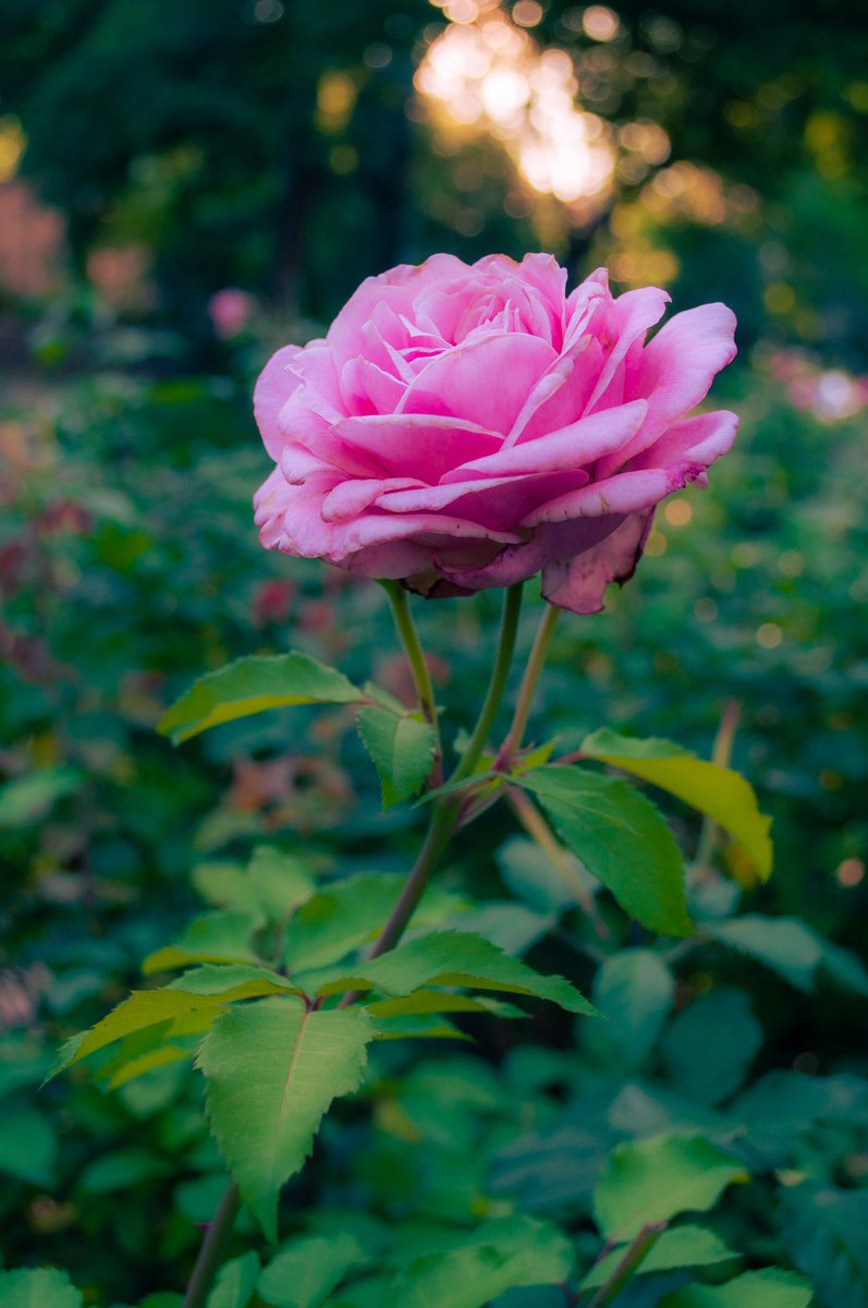 LFGweb3's tweet image. i don’t take photos to make money. 👀
if this was my day job, i would be homeless. 😂
i take photos bc i love to capture scenery, people, and places. 📷
i then share them for others to enjoy, and possibly collect. 🫡
lfg 🔥💎
hustletrees.art