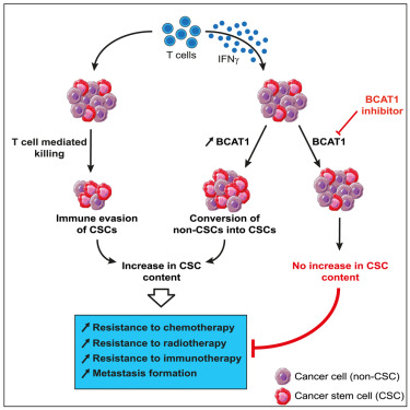 IFNγ-induced stem-like state of cancer cells as a driver of metastatic progression following immunotherapy by <a href="/LaurentBeziaud/">Laurent Beziaud</a> et al.
High-quality paper handpicked by the <a href="/CellStemCell/">Cell Stem Cell</a> editorial team
hubs.li/Q026w_PF0