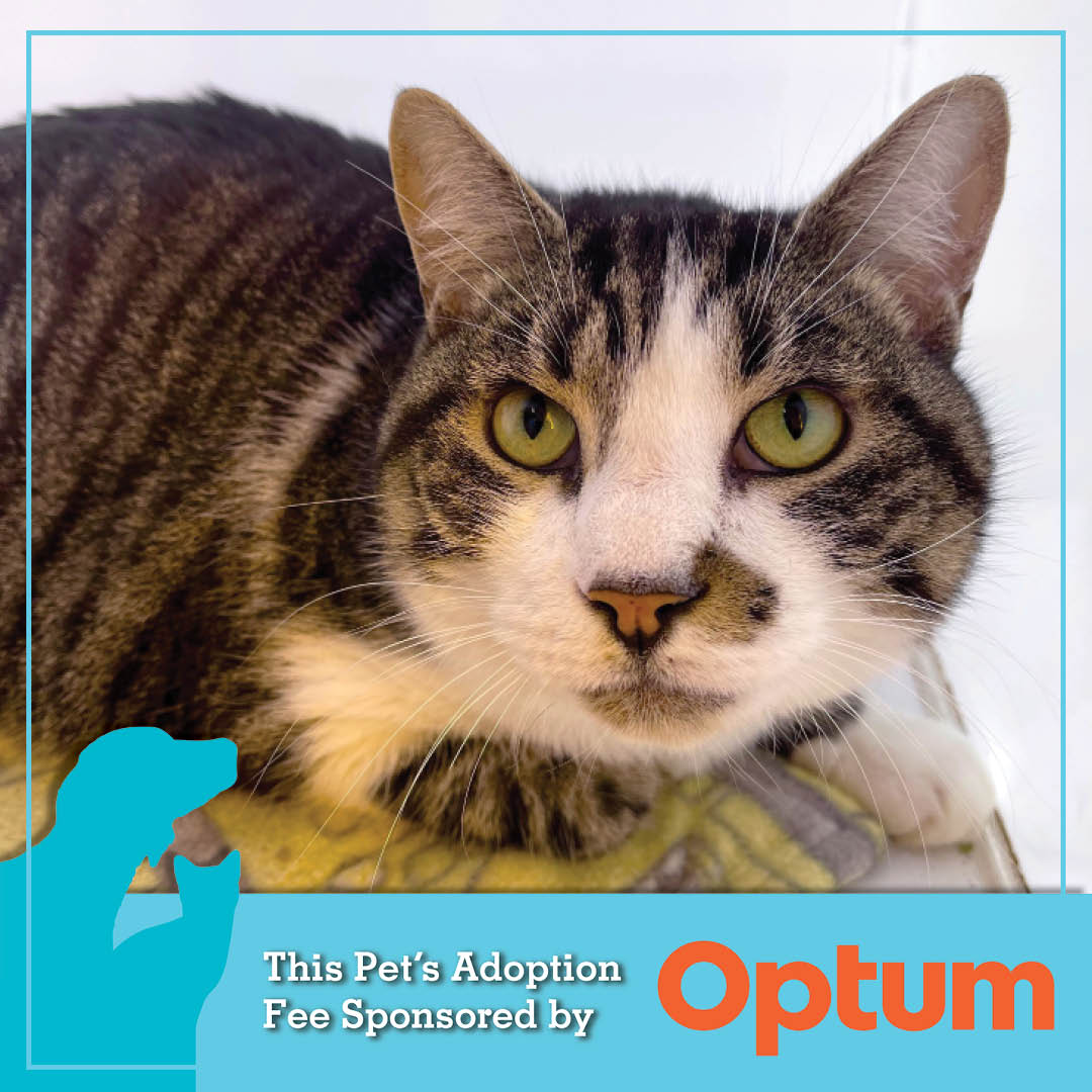 AnimalHumaneNM's tweet image. Meet Milo (A#80797)! He's a 6-year-old, 16lb Domestic Shorthair.

He gets along well with other cats and enjoys the pets and company of humans. Milo's adoption fee is generously sponsored by Optum New Mexico. 

Visit AnimalHumaneNM.org/adopt/ to learn more! 

 #Optum