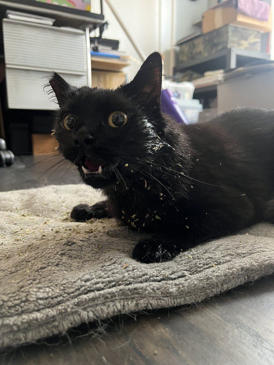 artpm's tweet image. 