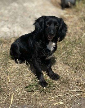 millypod1's tweet photo. 🆘25 OCT 2023 #Lost BONNIE #ScanMe
Black /White Chest Cocker Spaniel Female
Telham Lane #Battle #EastSussex #TN33
https://t.co/9CiGjvRTpG https://t.co/pHtRoREJeX