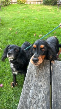 millypod1's tweet photo. 🆘25 OCT 2023 #Lost BONNIE #ScanMe
Black /White Chest Cocker Spaniel Female
Telham Lane #Battle #EastSussex #TN33
https://t.co/9CiGjvRTpG https://t.co/pHtRoREJeX