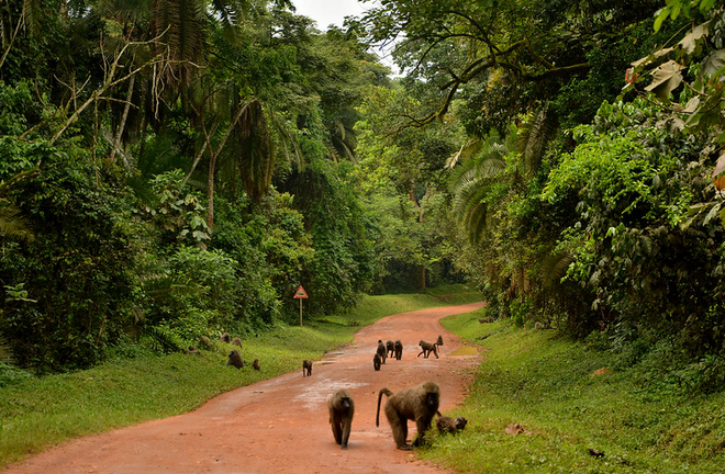 #baboons live in #troops of up to 150 members and generally look frightening because of their long scary teeth.
These #primates can best be seen in #bwindiimpenetrablenationalpark, #murchisonfallsnationalpark, #kibalenationalpark and #semulikinationalpark.
#visituganda