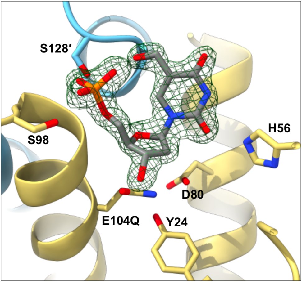 Our latest paper uses structural biology, biochemistry & biophysics to reveal the two-step catalytic mechanism of the human nucleotide pool sanitiser DNPH1. This will aid the development of novel inhibitors, which may be of use in breast cancer treatment. nature.com/articles/s4146…