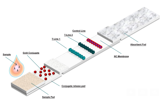 Announcing the launch of SWIFTR, a rapid lateral flow test for the detection of Salmonella infection in poultry production using #guidedbiotics technology.
eu1.hubs.ly/H05YLNC0
Watch the video here eu1.hubs.ly/H05YL_n0