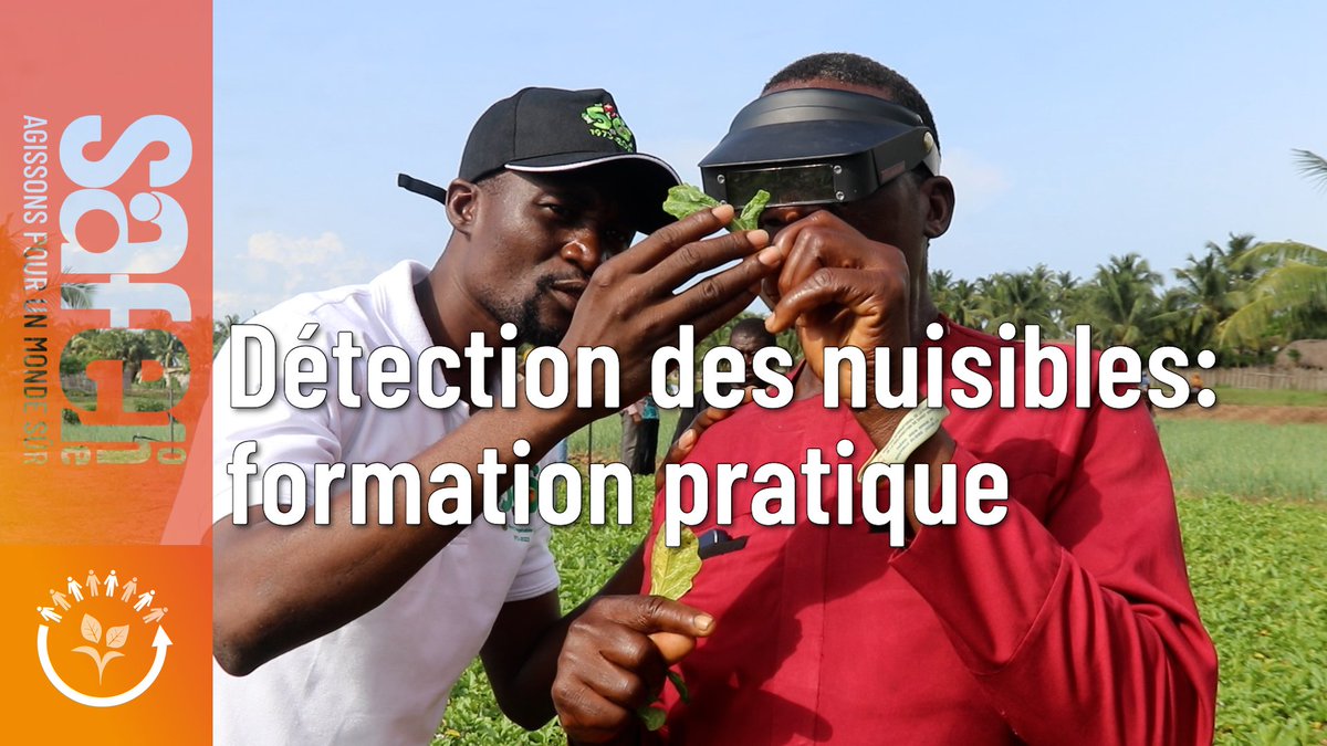 safeonelive's tweet photo. 📍Joindre la pratique à la théorie, c’est ce à quoi s’attèlent le @Cirad et @WorldVegCenter en effectuant une descente sur le terrain avec les producteurs pilotes.
Suivez ici : https://t.co/G0SVSnSxOC
#SafeOne https://t.co/8rrp7F5kEJ