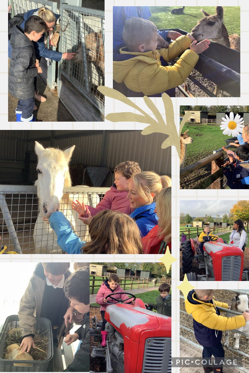 meadowbanksch's tweet photo. What a wonderful day for #MbHoneysuckleclass at Cefn Mably Farm today. We fed and stroked the animals, explored the pumpkin patch and had lots of fun at the park and soft play area. #outdoorlearning #schooltrips #smilesallday https://t.co/W8h4a8fd6K