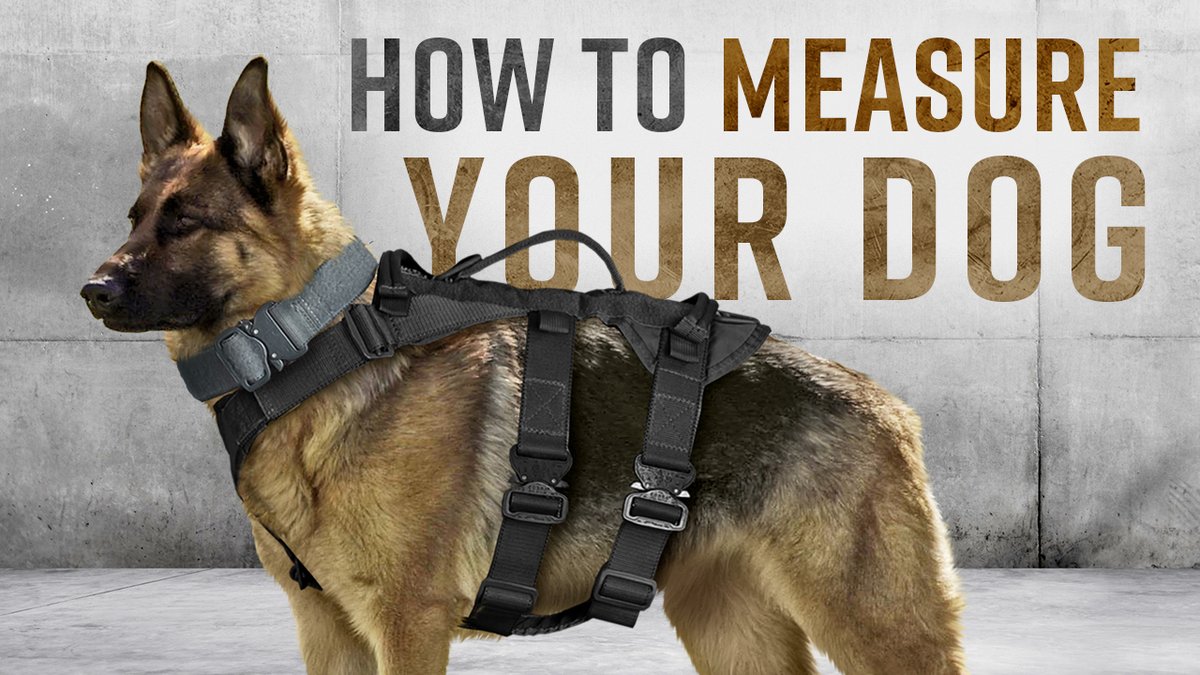 The accuracy of your dog's measurements are of utmost importance, as it can make all the difference in comfort and safety out in the field. Not to mention, the time and convenience saved from returning or exchanging an order.

Learn More: rayallen.com/blog/measuring…
