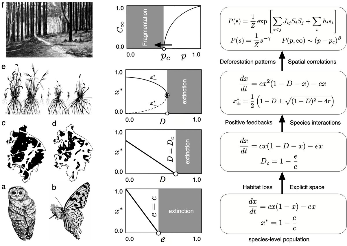 Ricard Solé (@ricard_sole) on Twitter photo What is the role of emergent phenomena in ecosystem dynamics? Why are there critical points separating different ecological attractors? Why are they relevant for conservation? Check my multiscale approach <a href="/ftmaestre/">Fernando T. Maestre</a> <a href="/AguadeGuim/">Guim Aguadé-Gorgorió</a> <a href="/VictorVmaull/">victor</a> <a href="/sonia_kefi/">Sonia Kefi</a> preprints.org/manuscript/202… What is the role of emergent phenomena in ecosystem dynamics? Why are there critical points separating different ecological attractors? Why are they relevant for conservation? Check my multiscale approach <a href="/ftmaestre/">Fernando T. Maestre</a> <a href="/AguadeGuim/">Guim Aguadé-Gorgorió</a> <a href="/VictorVmaull/">victor</a> <a href="/sonia_kefi/">Sonia Kefi</a> preprints.org/manuscript/202…