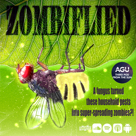Fruit flies &amp; fruiting bodies: #zombie fungus comes for insects in this week's #Halloween ep, where we talked with @zombieflied@drosophila.social 
#SciComm #podcast

brnw.ch/21wDTv5