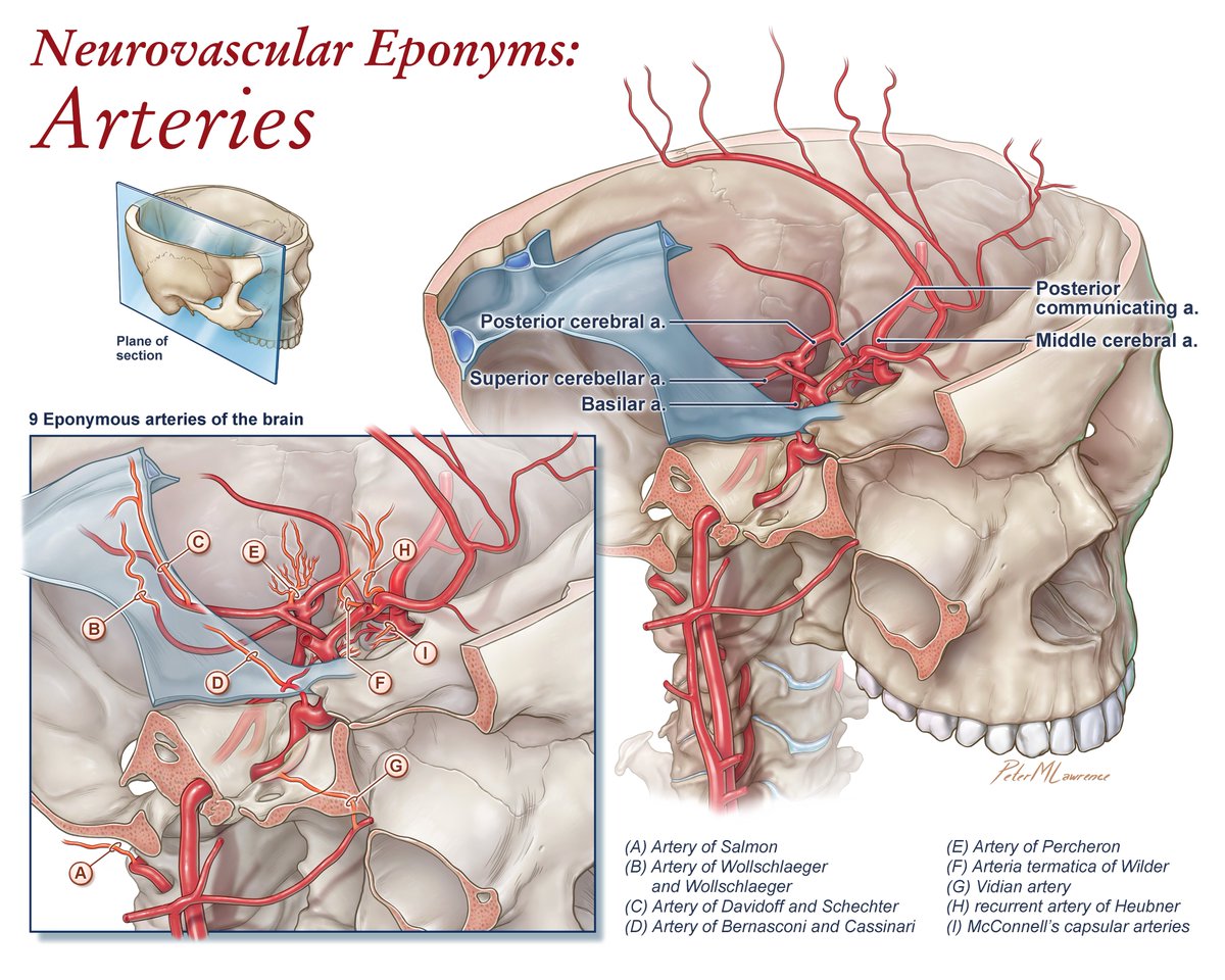 Some of you have seen the venous eponyms figure from our historical vignette, so here's the arterial counterpart. How many of these did you know? Here's the article: doi.org/10.1016/j.wneu… #neuroscience #neurotwitter #MedTwitter