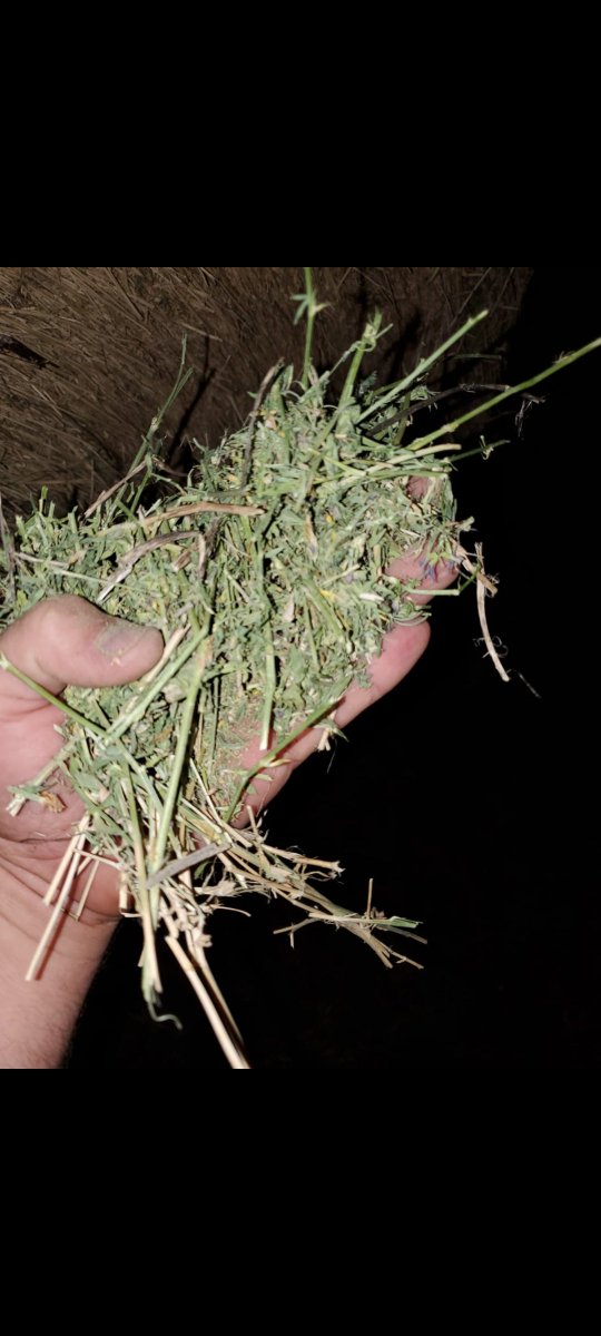 FOR SALE
600+/- Straight Alfalfa or Alfalfa mix hay bales 
Full feed test available 
Made with JD 560m or 567 baler
Moisture between 13.3 - 14.5
TDN between 59 - 67
Crude Protein between 13.8 - 17.7
Approx 1450lb bales
Located Stalwart Sk
RETWEETS APPRECIATED