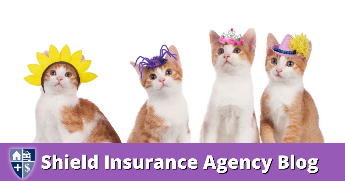 SunnySkyz | September 23, 2023 | Cat | Shield Insurance Agency Blog | Pet Insurance

People Are Sharing Hilarious Book Titles If Their Cat Wrote A Book About Its Life

Cats have a way of leaving us institches with their playful antics and quirky #Cat

bit.ly/46MwMuC