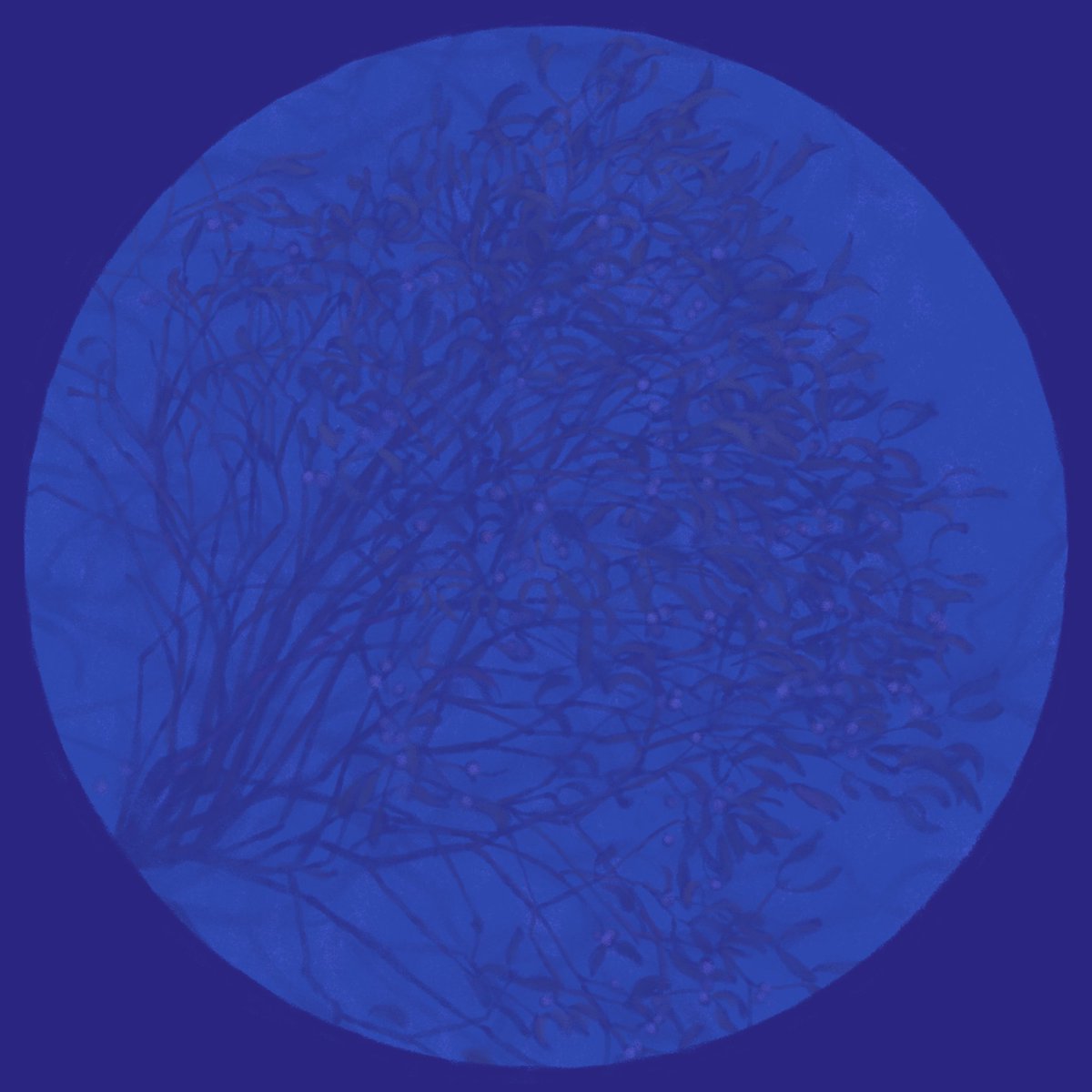 Mistletoe Digital painting