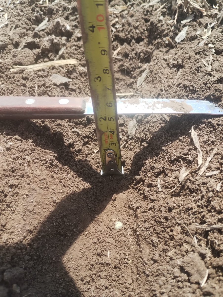Amazing planter performance. We can see that planter is able to plant the seed into humid&firm soil while the seeding line remain covered with soil&stubble after planter passed.@AgBioWorld @bramaccimmyt @GlobalFarmerNet @JoseJoaquinRo69 @JulieBorlaug @NoTillBill @pasti_marco