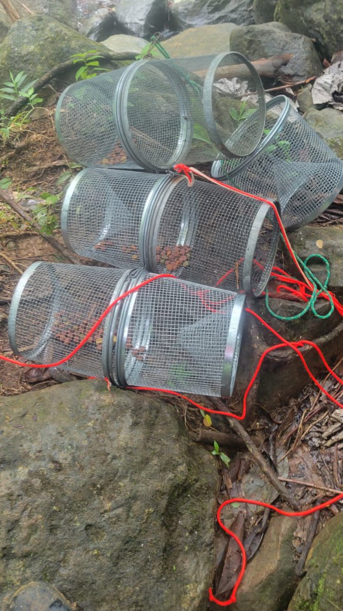 Luquillo LTER tweet media