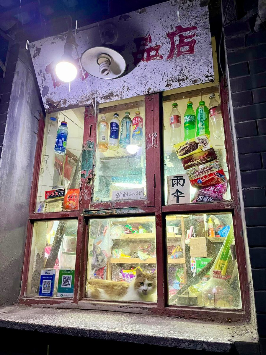 Bodega Cats (@bodegacats_) on Twitter photo 