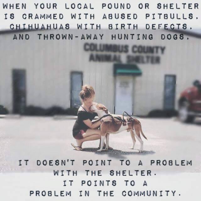 Agree, 100%. 😢

#AdoptDontShop #dogs #animalshelters
