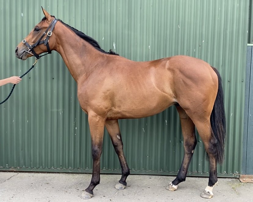 bloodstockdavis's tweet photo. We have 3 lots on offer @Tattersalls1766 Autumn HIT Sale

-Interestnpenalties Lot 1627 

-Wrestling Revenue Lot 1628

-Loveforce Lot 1743 

All going under the hammer tomorrow 🔥 https://t.co/IpsNIV5Rmn