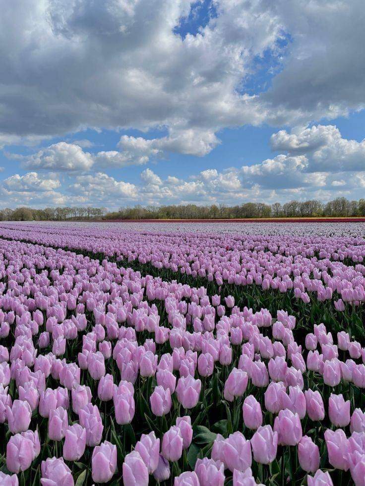 purple tulip field