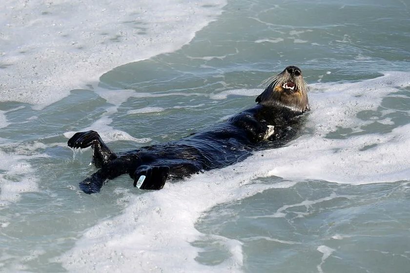 After terrorizing surfers, California's angriest otter finds peace as new mother

yahoo.com/news/terrorizi…