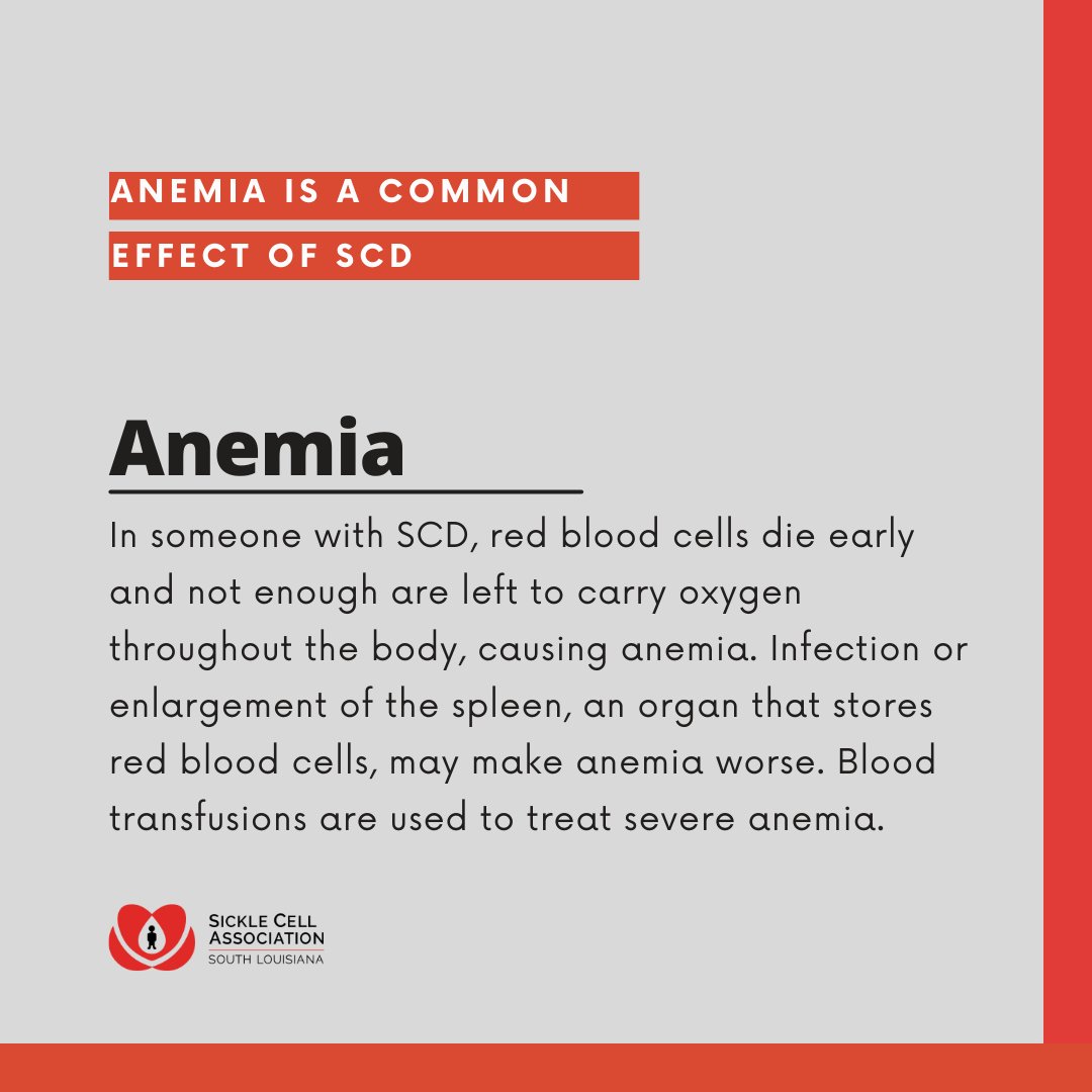Did you know that anemia is a common effect of SCD? Sickle Cell Warriors' red blood cells die early, and there are not enough left to carry oxygen throughout the body, causing anemia. Blood transfusions are used to treat severe anemia.

#SickleCellDisease #SickleCellAwareness