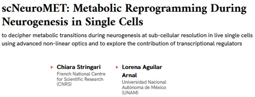 Very excited to receive support from @cziscience with my stellar collaborator Lorena Aguilar-Arnal @lwrena to develop new label-free imaging techniques to map metabolic transitions during neurogenesis. 
#labelfree #FLIM #metabolism #scNeuroMET