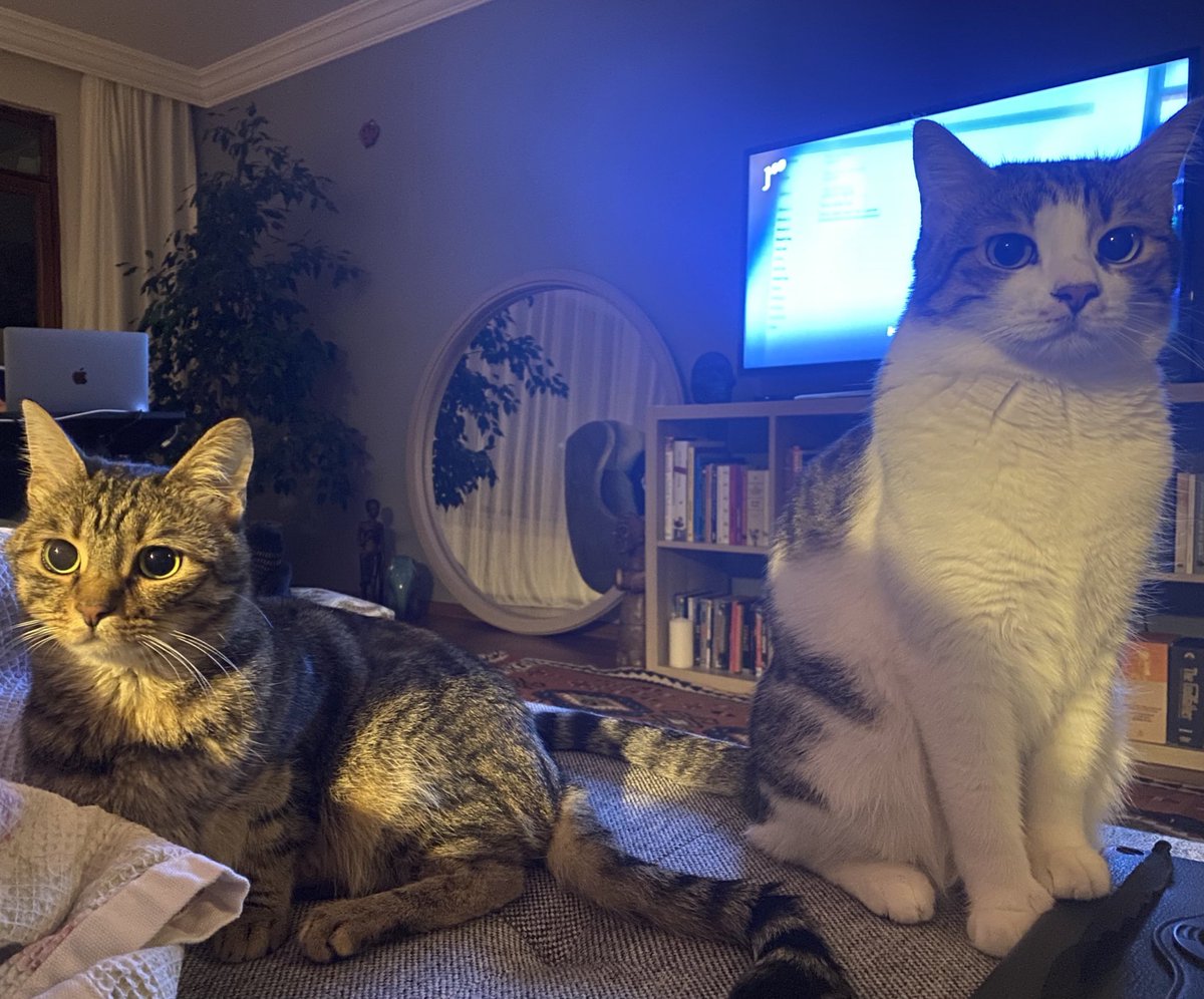 günün en güzel saatleri, bazı tatlı burunlar tarafından etrafımın sarıldığı saatlerdir