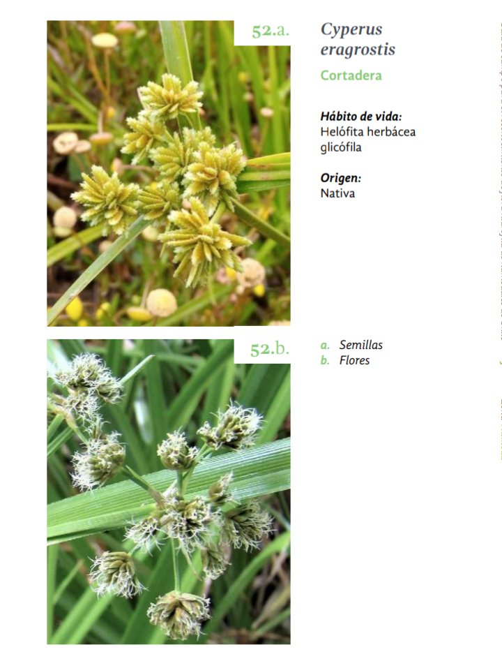 💧🌱Compartimos la excelente 👉Guía de campo
para el reconocimiento de flora hidrófila de humedales en chile👈. Material educativo para reconocer y salvaguardar los humedales.

Material hecho por el proyecto @gefhumedalescosteros 

Link 👇👇👇👇
drive.google.com/file/d/15-NQTY….