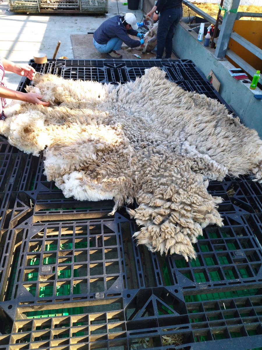 玉川太福独演会ひつじの毛刈り世界大会の新曲浪曲とひつじの夜！あと四席ございますー！
お申し込み Googleフォームforms.gle/7tuW3q4XomvRb9…