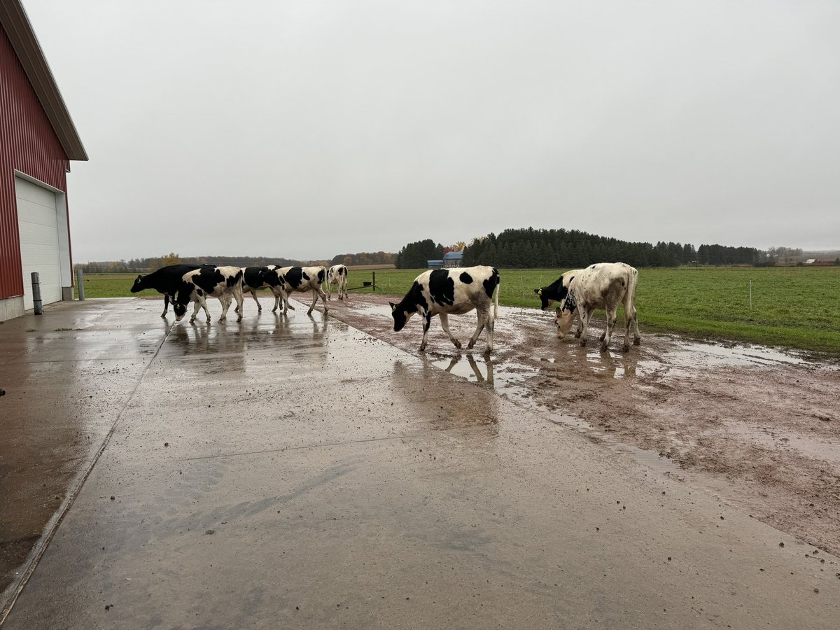 Today officially marks the end of the 2023 grazing season for our trials. Where was all this rain back in August?!