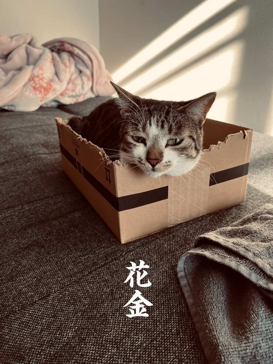 花金㊗️
猫のいるくらし