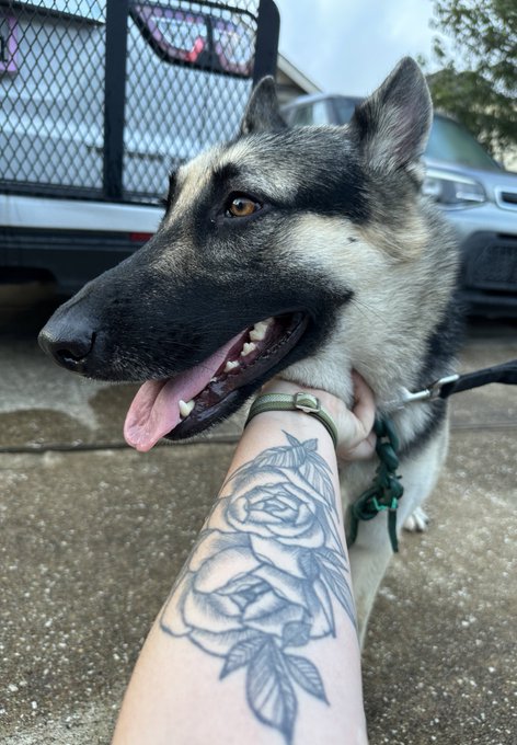Dog dumped at pin location in the Pearland area in Houston. License plate is &ldquo;LWL 7739&rdquo;. My sis in law<a href="/tag/otktopstreamer"class="tags"><span>#otktopstreamer</span></a>