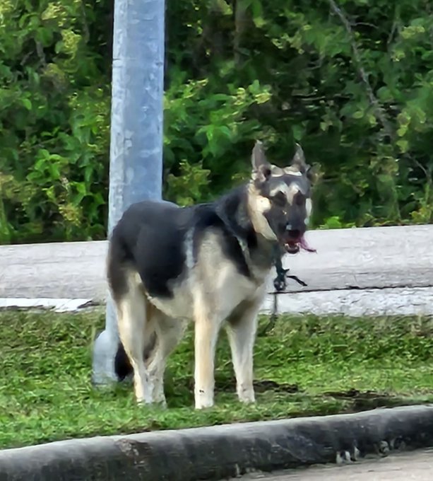Dog dumped at pin location in the Pearland area in Houston. License plate is &ldquo;LWL 7739&rdquo;. My sis in law<a href="/tag/otktopstreamer"class="tags"><span>#otktopstreamer</span></a>