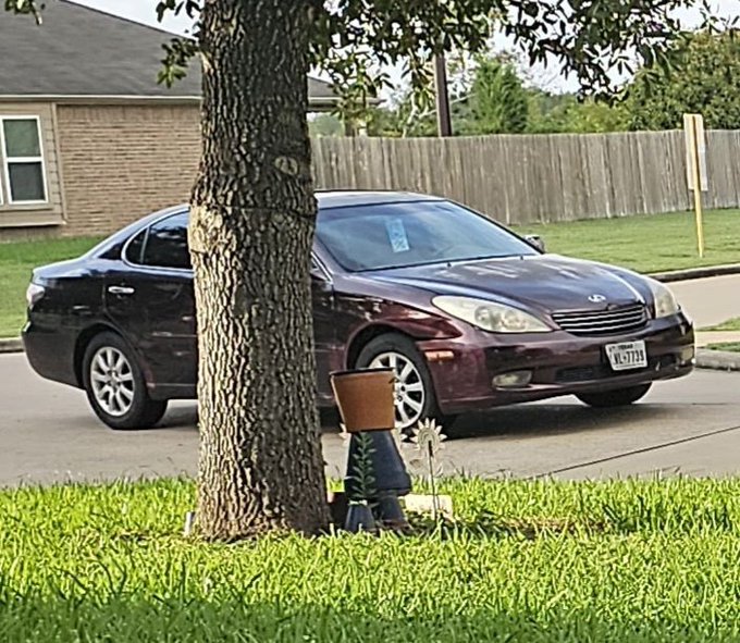 Dog dumped at pin location in the Pearland area in Houston. License plate is &ldquo;LWL 7739&rdquo;. My sis in law<a href="/tag/otktopstreamer"class="tags"><span>#otktopstreamer</span></a>