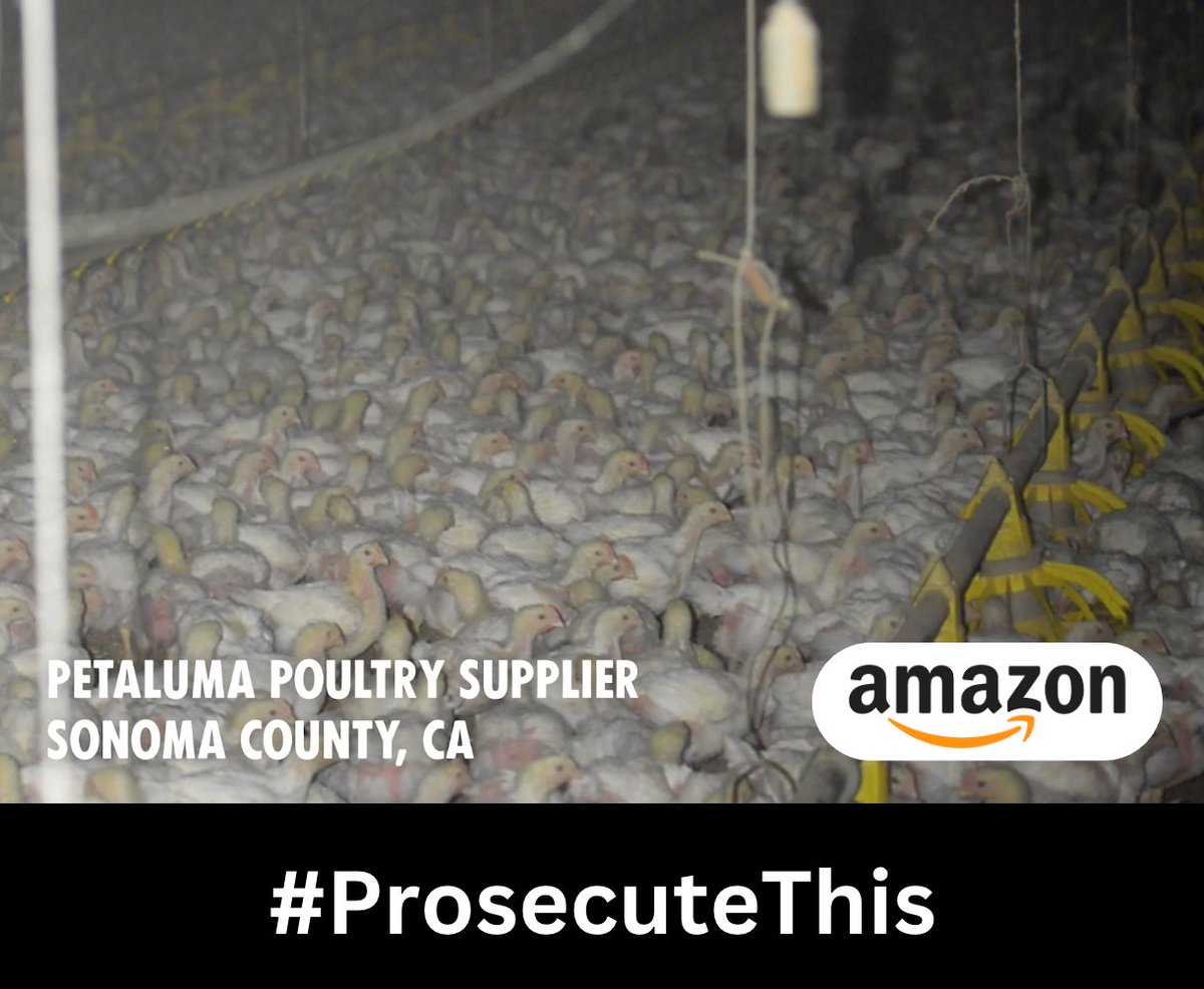 tenebrae_J's tweet image. Share the evidence industry wants to suppress: tell the @SonomaCoDA to prosecute industries for criminal animal abuse.
Silencing whistleblowers like @WayneHsiung for exposing abuse is contrary to the First Amendment.
#ProsecuteThis #SonomaRescueTrial