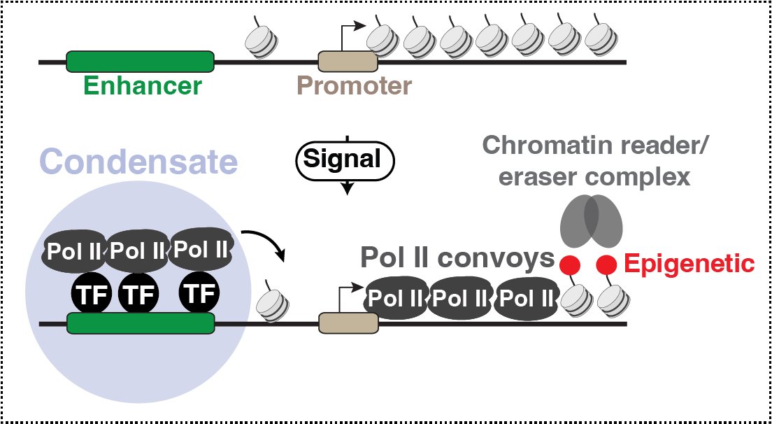 Ivan D’Orso (@dorsolab) on Twitter photo The <a href="/dorsolab/">Ivan D’Orso</a> is hiring PhD students and postdocs interested in expanding their training in transcriptional regulation during cell fate transitions and viral latency. New projects on the interplay between regulatory elements, chromatin and transcription. <a href="/UTSWGradSchool/">UTSW Graduate School of Biomedical Sciences</a> The <a href="/dorsolab/">Ivan D’Orso</a> is hiring PhD students and postdocs interested in expanding their training in transcriptional regulation during cell fate transitions and viral latency. New projects on the interplay between regulatory elements, chromatin and transcription. <a href="/UTSWGradSchool/">UTSW Graduate School of Biomedical Sciences</a>