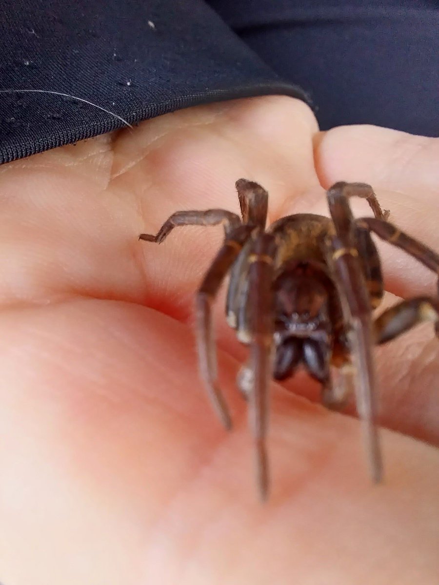 kingnothi_g's tweet photo. who is this cutie patootie (hand for scale, found in new zealand)

[ #entemology #bugID #spiderID #spider ] https://t.co/WEz0qkUtzq
