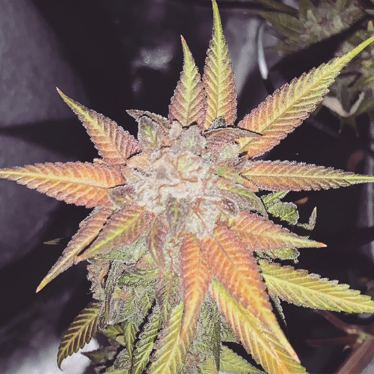 captreagan's tweet photo. Heard you guys like pretty colors #weed #marijuana #Beautiful #sexy #CannabisCommunity #cannabisgrower #mystrain #pics #picoftheday #picoftheweek #colors #ENGvsSL #trending #marijuanacommunity #gas #botanical #FlowersOfTwitter #flower #bud #buds #weedheads #pothead https://t.co/n7uaMxCbqA
