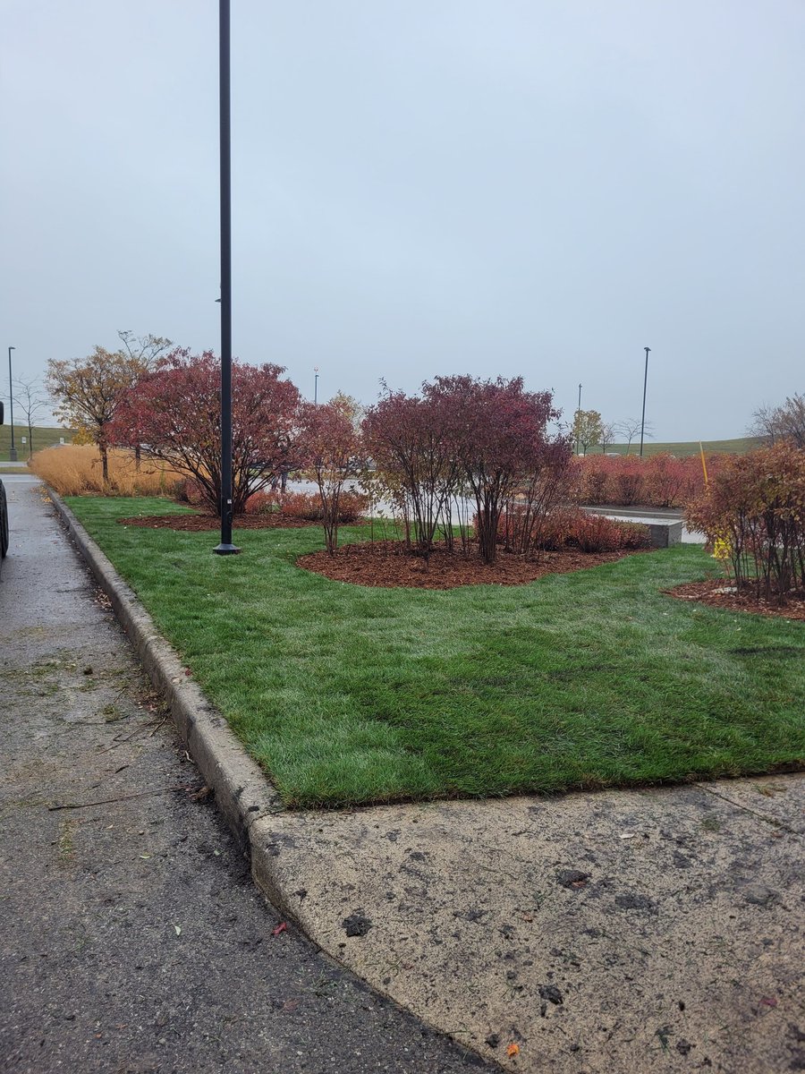 JayRay1116's tweet photo. This poor Garden turned into a forest of weeds, then we turned it back into a garden, with grass! #TG #projectszn https://t.co/EROzvy761n