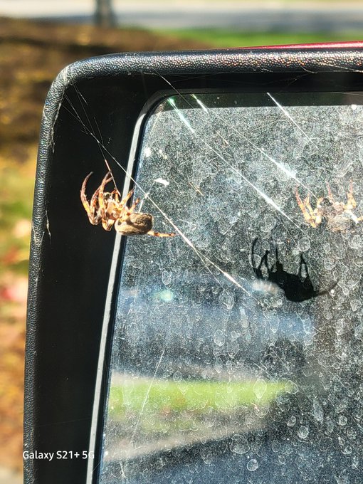 This is my car spider, it's lived in my mirror for 2 months.  Sometimes, it comes out when I'm driving<a href="/tag/lovemyjob"class="tags"><span>#lovemyjob</span></a>