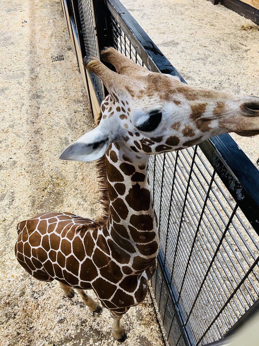 W.T. Clarke Middle School (@lizkinsella93) on Twitter photo Students and staff <a href="/WTClarkeMS/">Stacy Breslin🌼</a> had such a great time today at White Post Farms 🎃🦒☀️🐐 <a href="/emeadowschools/">East Meadow Schools</a> Students and staff <a href="/WTClarkeMS/">Stacy Breslin🌼</a> had such a great time today at White Post Farms 🎃🦒☀️🐐 <a href="/emeadowschools/">East Meadow Schools</a>