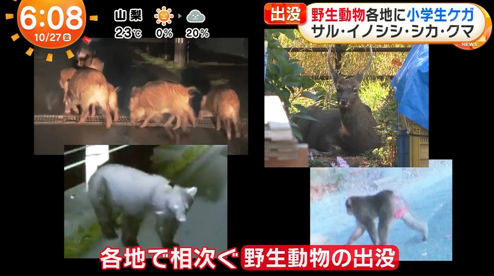 静岡は海からイノシシが上陸してくるのか…

特殊部隊か？
