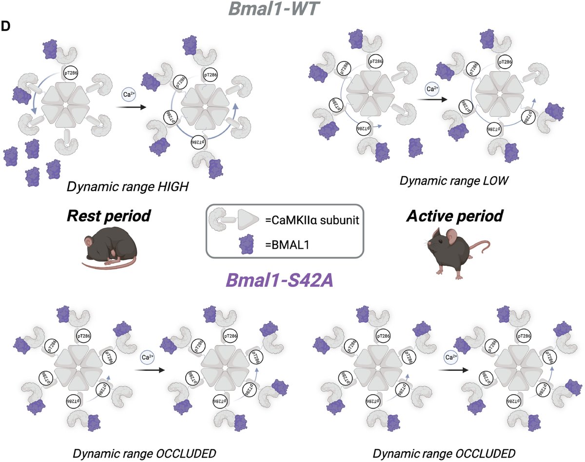 ScienceAdvances's tweet image. How does the time of day influence cognition? 

A new study reveals that the circadian protein BMAL1 localizes to hippocampal #Synapses to tune #NeuralPlasticity and bolster long-term memory. @Lipton_Lab @IlariaBarone9 scim.ag/4AN