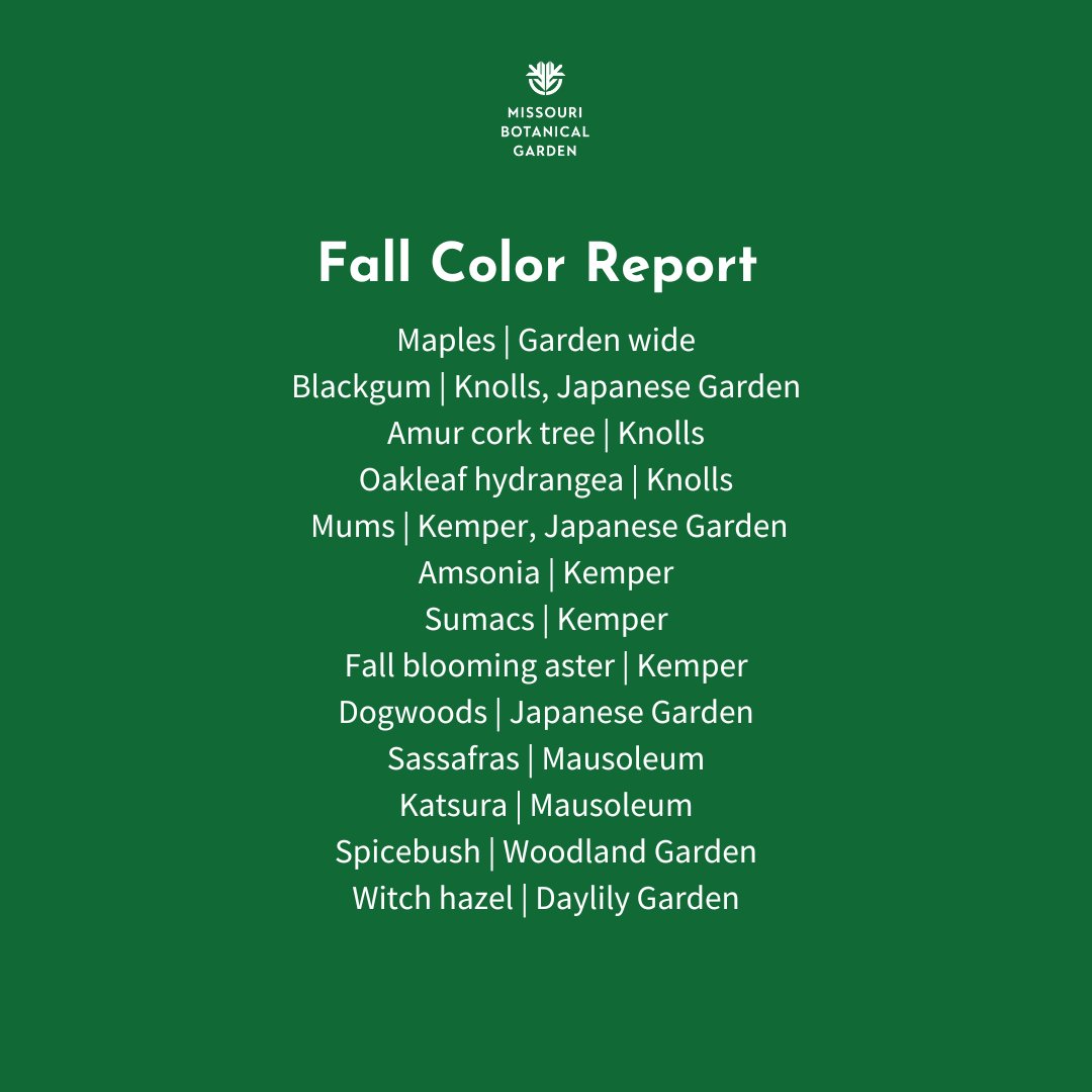 mobotgarden's tweet photo. Fall colors are popping throughout the Garden! ๐
Take a look at some of the species that are showing off right now. ๐
๐ธ Kent Burgess, Nathan Kwarta
#FallReport2023 #FallReport https://t.co/9R35cS9Rc2